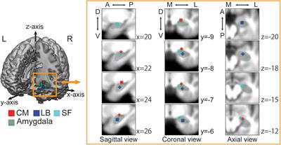 The Association Between Amygdala Subfield-Related Functional Connectivity and Stigma Reduction 12 Months After Social Contacts: A Functional Neuroimaging Study in a Subgroup of a Randomized Controlled Trial